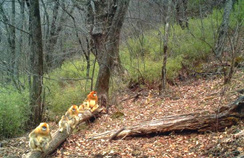 【西安生态日】首个“西安生态日”启动 秦岭生态情形；；；；；；；ひ刈